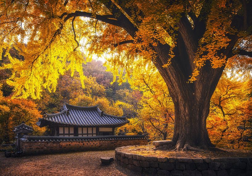 Gelbes Haus von Tiger Seo