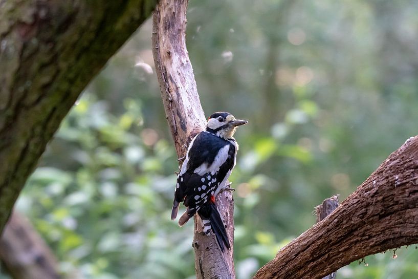 Grand pic par Merijn Loch