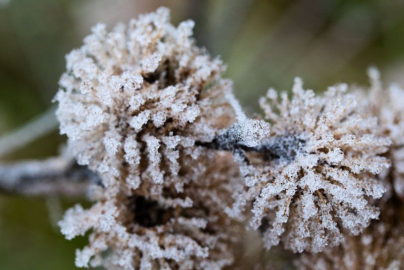 Gefrorene Blumen von Anne Ponsen