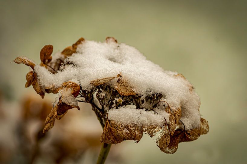 Hortensie im Schnee von By Marjolein Design