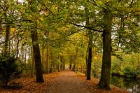 Oude Hof in Bergen mit Bäumen in Herbstfarben