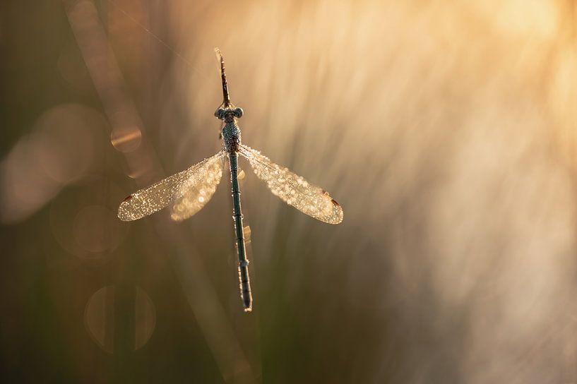 libellen en juffers part 18 van Tania Perneel