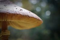 sur un gros champignon