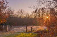 Frozen Evening Sun 1. Golden Hour Winter.
