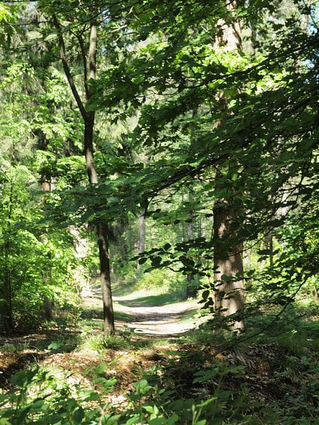 Hidden forest path by Annie Lausberg-Pater