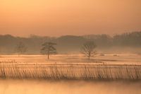 Pastel shades in the morning mist