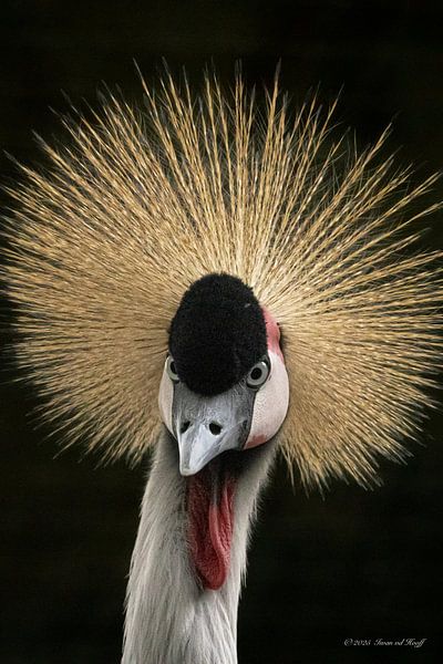 Graukronenkranich von Iwan van den Hooff