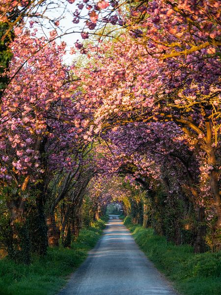 Route rose 2 par Bart Ceuppens