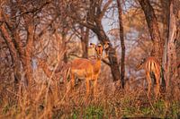 Antelopes in golden hour
