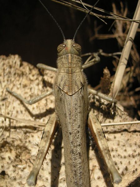 Sprinkhaan op palm von Jorick Janssen