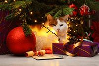 Chat sous le sapin de Noël