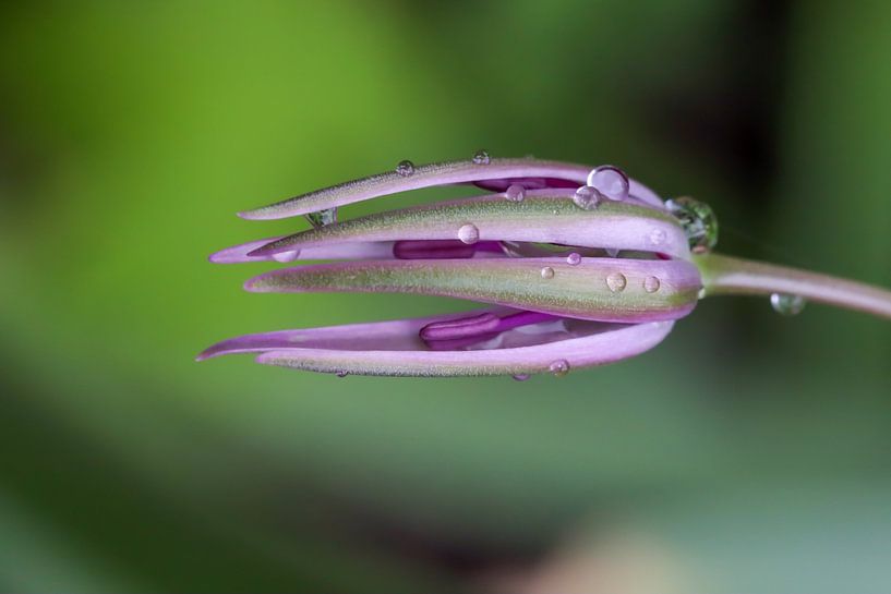 Fleur d'ail ornementale abstraite par Naturdetail Fotografie