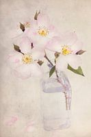 Vintage  pasteltinten roos in vaas.