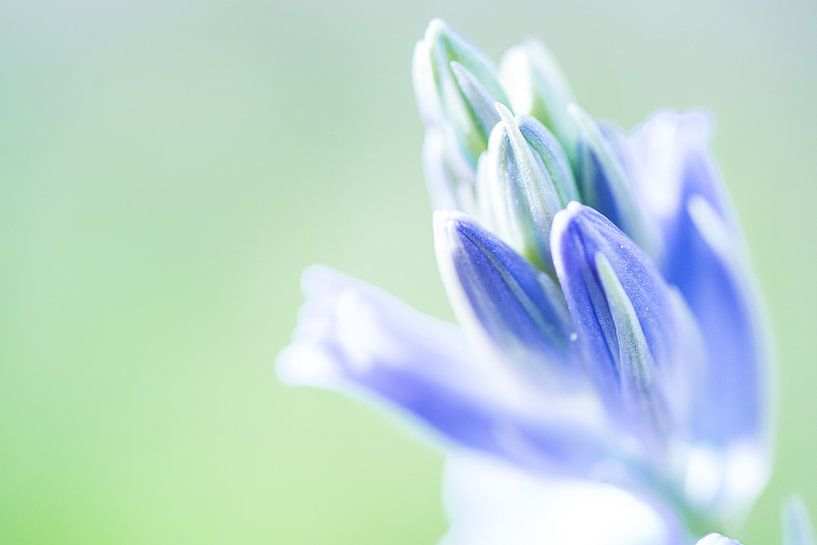 Flower bud of wild boshyacinth by Fotografiecor .nl