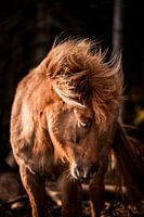 Pony in Golden Glow Sunk in Silence (Poney dans l'éclat d'or)