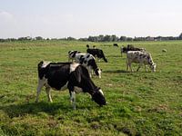 Photo couleur d'un paysage typiquement hollandais avec des vaches