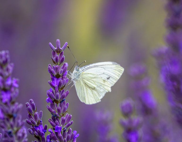Makro von einem Kohlweißling Schmetterling auf einer Lavendel Blume von ManfredFotos
