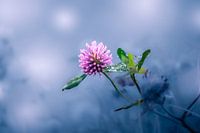 Clover flower with dew (3)