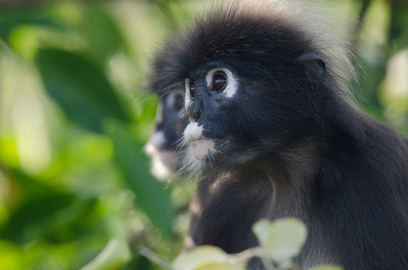 Brillangoer portrait by Elles Rijsdijk