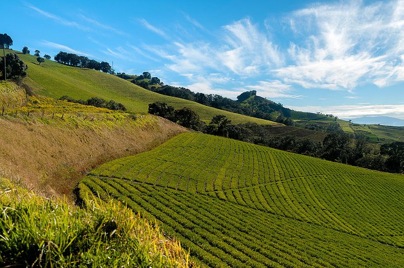 Costa Rica: Natuurgebied Pacayas von Maarten Verhees