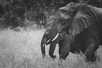 Samen door de Afrikaanse wildernis