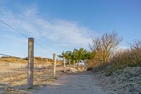 Sentier à travers les dunes