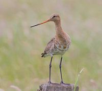 Barge à queue noire