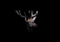 Ein Rothirsch, der gerade sein Geweih entblößt