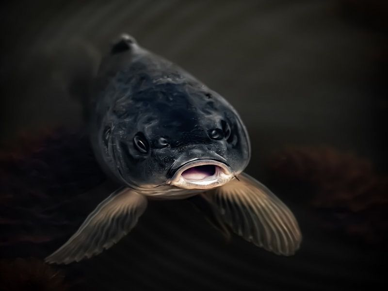 Curious fish by Stijn Cleynhens