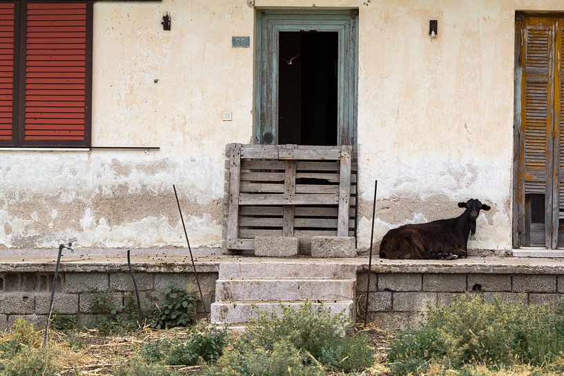 rural scene with goat by Yke de Vos