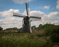 Between Wind and Meadow