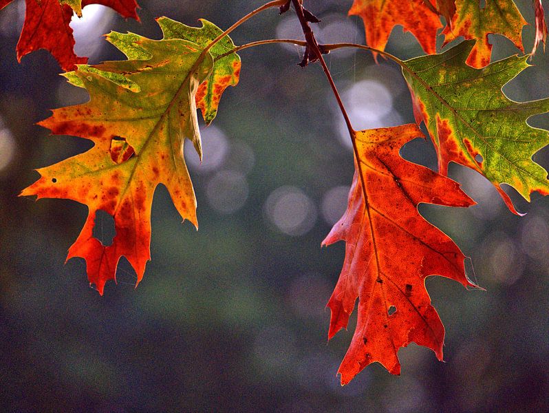 Blattfarben 4 von Edgar Schermaul