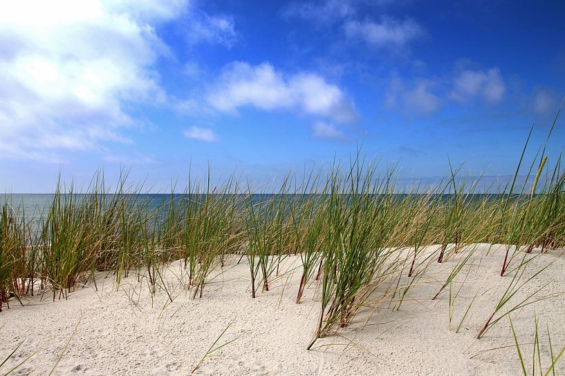 Jeunes dunes par Ostsee Bilder