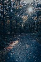 Sunny Autumn Day in the Forest