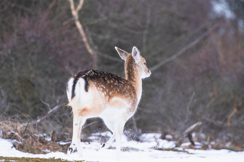 Damhirsch läuft im Schnee von Anne Zwagers