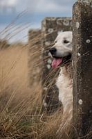 Golden Retriever im Dienst