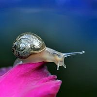 Snail