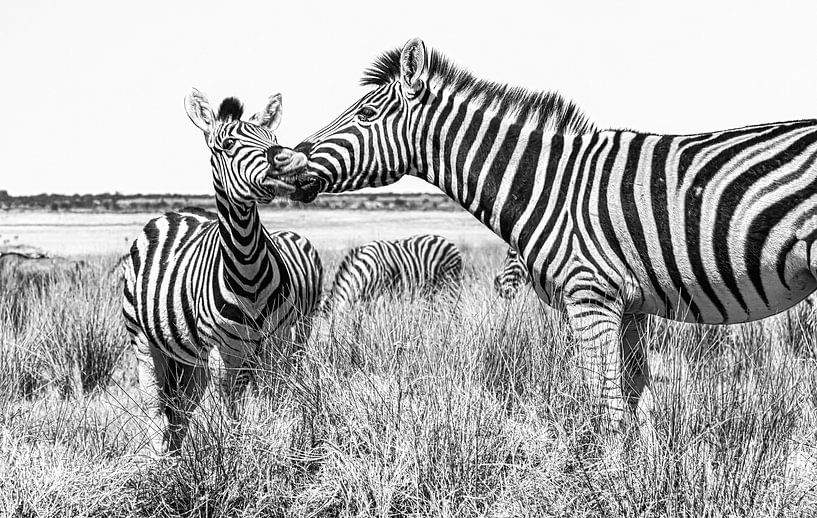 Zwei Zebras, Mutter und ihrem Jungen in Etosha, Namibia von Rietje Bulthuis