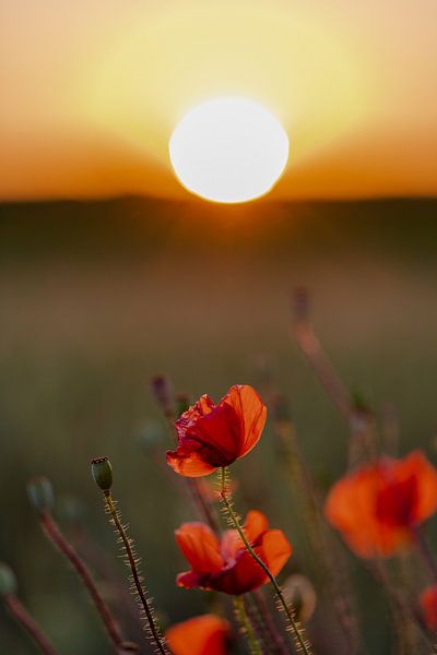 Red poppies at sunset in summer by Kim Willems