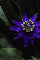 Passiflora umgeben von Grün