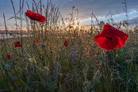 poppies with cloudy sunrise