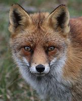 Portrait de renard
