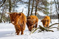 Scottish Highlanders in the snow 1