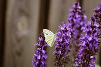Butterfly on purple flower