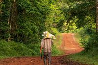 Rainforest Costa Rica