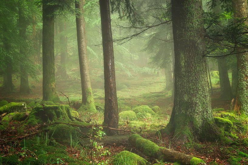 Süße Serendipität von Ellen Borggreve
