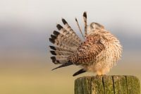 Torenvalk aan het poetsen