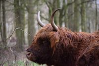 Schottischer Highlander