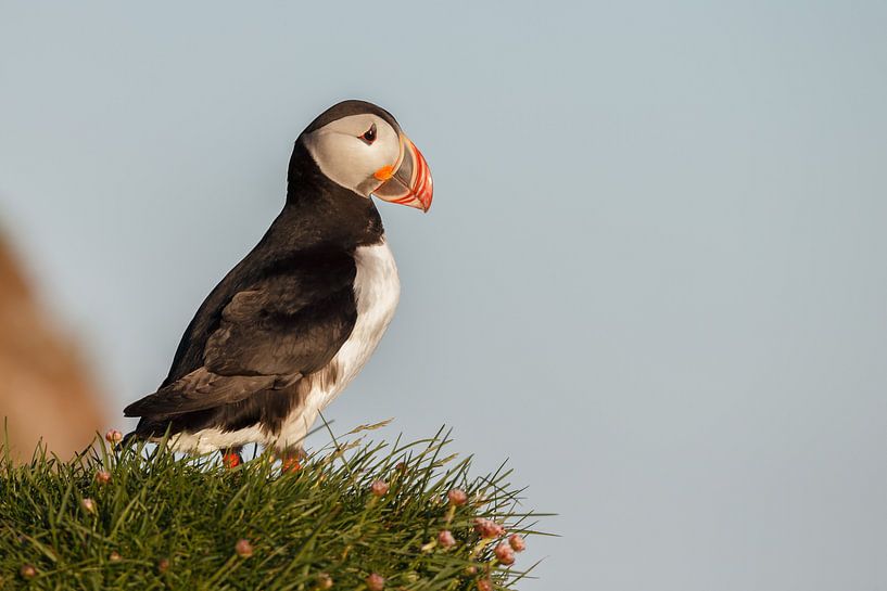 Papegaaiduiker par Menno Schaefer