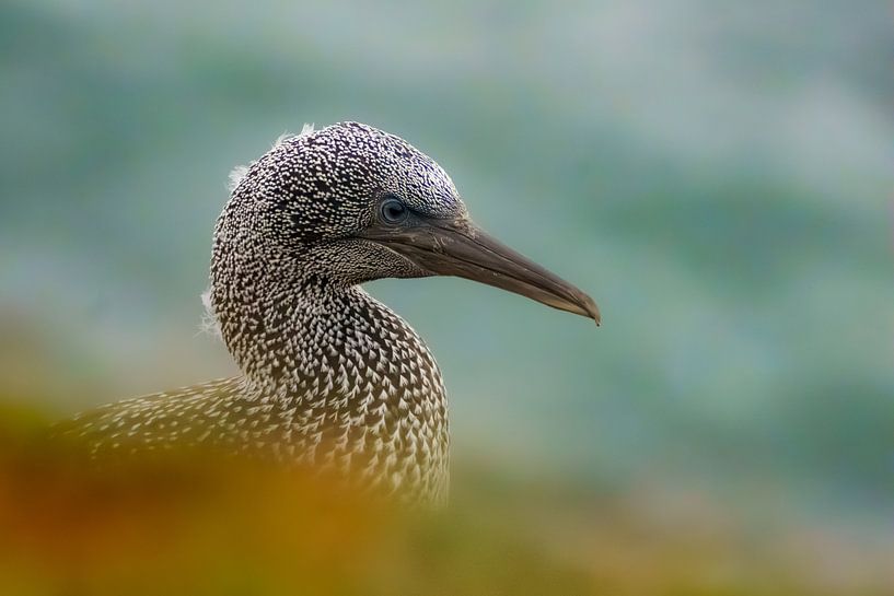 Der jugendliche Jan van Gent von Geert Klein Breteler